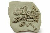 Fossil Crinoid (Barycrinus) with Coral - Indiana #371577-1